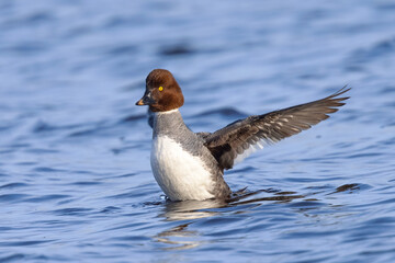 Female Common Goldeneye flapping her wings, seen in the wild in a North California marsh