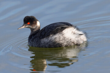 Eared Grebe, seen in the wild in a North California marsh