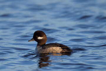 female Bufflehead, seen in the wild in a North California marsh