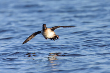 female Bufflehead  flying , seen in the wild in a North California marsh