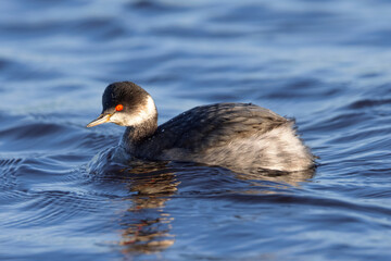 Eared Grebe, seen in the wild in a North California marsh
