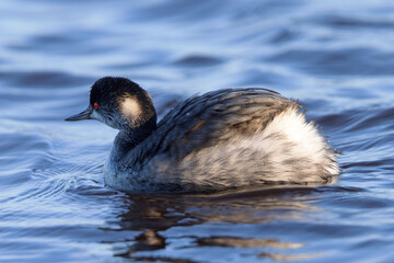 Eared Grebe, seen in the wild in a North California marsh