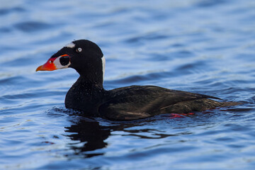 Male Surf Scooter, seen in the wild in a North California marsh