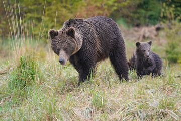 Obraz premium Protective female brown bear, ursus arctos, standing close to her two cubs. An adorable young mammals. Concept of animal family.