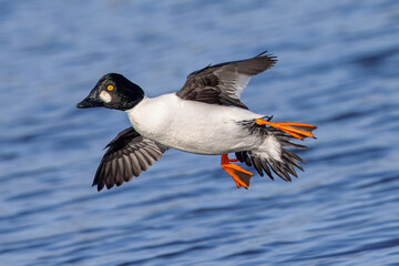 Male Common Goldeneye flying , seen in the wild in a North California marsh