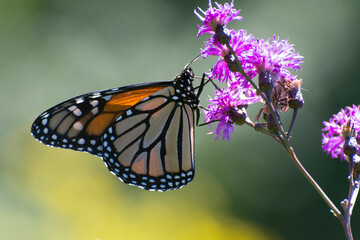 Butterfly 2020-31 / Monarch butterfly (Danaus plexippus)
