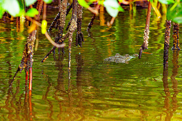 crocodile in mangroves