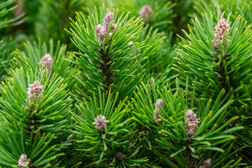 young green shoots of spruce close-up