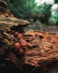 Brown mushrooms in the forest