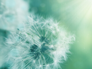 Fototapeta premium Dandelion Flowers with Copy Space vivid color background for designer