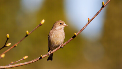 Cute small greenfinch bird sitting on a branch with buds, spring forward, springtime concept. Web banner.