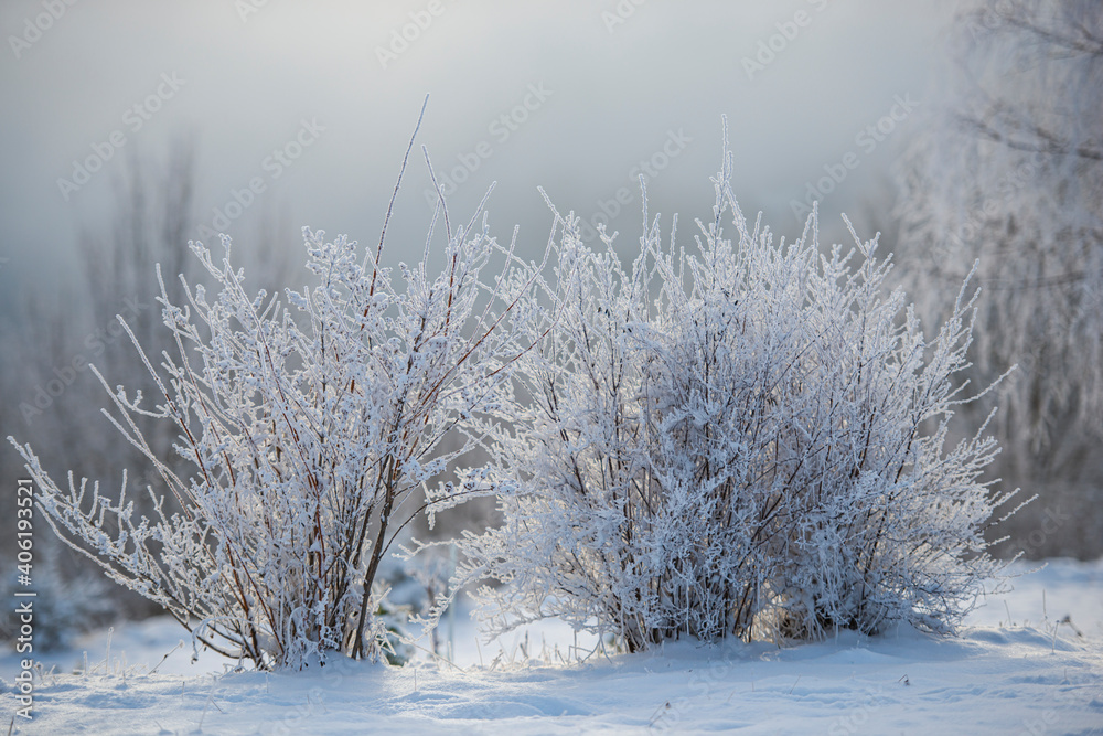 Sticker Winter fresh snow covered trees
