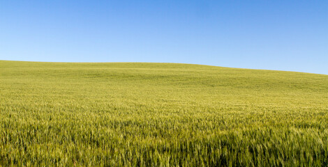 Green wheat landscape under blue sky