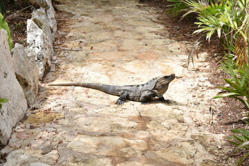 lizard 