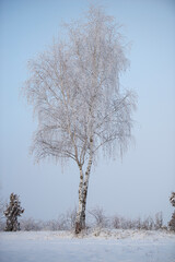 Winter fresh snow covered trees
