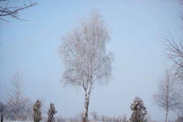Winter fresh snow covered trees
