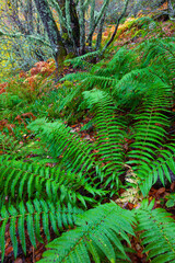 Helechos, Bosque Atlántico, Reserva Integral de Muniellos, Asturias.  Forest. Muniellos Natural Reserve. Asturias. Spain