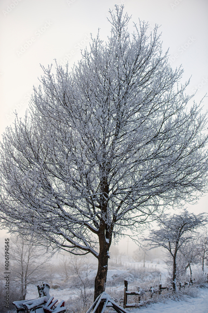 Poster Winter fresh snow covered trees
