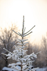 Obraz premium Winter fresh snow covered trees 