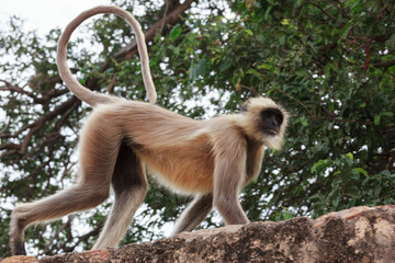 Northern Plains Grey Langur (Semnopithecus entellus) in Kumhshyam Temple, Chittorgarh, Rajasthan, India