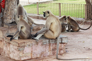 Northern Plains Grey Langur (Semnopithecus entellus), Chittorgarh, Rajasthan, India