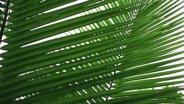 A large tropical branch of a palm tree sways in the wind close-up.