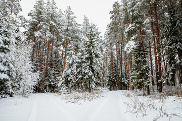 View of snow covered forest