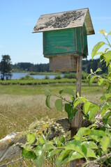Antique Wooden Green Birdhouse, on Fence Post with Field and Lake in Background on Vancouver Island, British Columbia, Canada.
