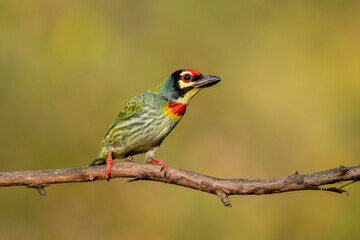 A coppersmith barbet perched on a tree with berries in its beak in the arid jungles on the outskirts of bangalore