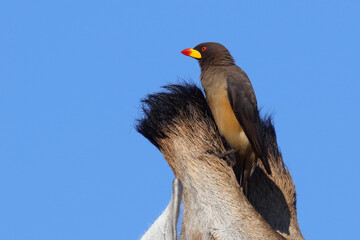 Gelbschnabel-Madenhacker / Yellow-billed oxpecker / Buphagus africanus