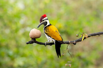 A black rumped wood pecker sitting on a perch in the arid jungles on the outskirts of Bangalore