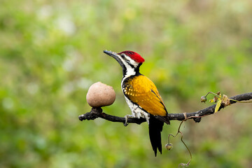 A black rumped wood pecker sitting on a perch in the arid jungles on the outskirts of Bangalore