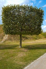 Fototapeta na wymiar Baum im Park