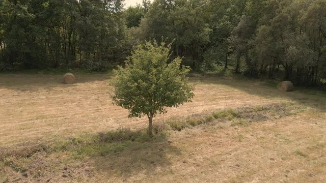 Giro alrededor de un &aacute;rbol en un descampado con pacas de paja