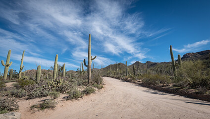 Saguaro Desert