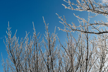 Fototapeta na wymiar Frosted Tree Branches in a Winter Landscape
