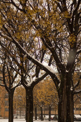 Arboles con nieve en invierno