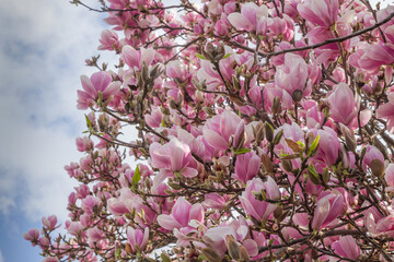 Obraz premium Magnolia tree blossom