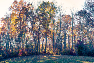 wide-angle view of the sky and forest tree tops in autumn 