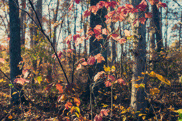 Colorful autumn leaves in the woods