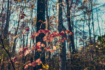 Colorful autumn leaves in the woods