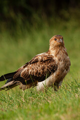 Whistling kite