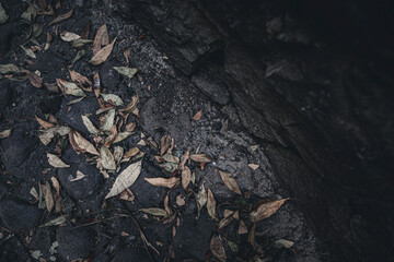 Flores en el pavimento