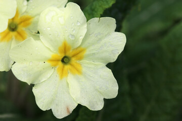 Obraz premium primroses flowering in the Spring