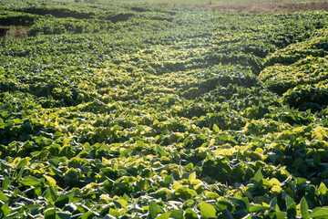 Early stage soy plantation in the light of dawn