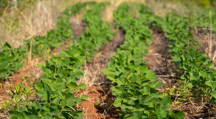 Plantação de soja agrícola em fazenda rural.