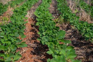 Plantação de soja agrícola em fazenda rural.