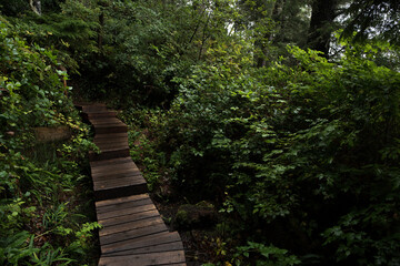 stairway to the forest