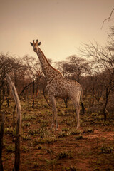 giraffe at sunset