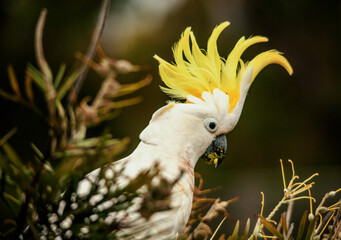 cockatoo